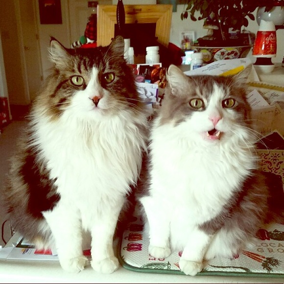 Meet your Posher, Stacey - Picture 1 of 1